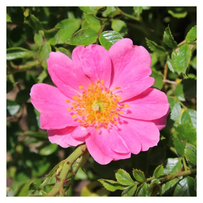 Crème visage soyeuse à l’huile de noyau d’abricot et à la rose - Cosmétiques