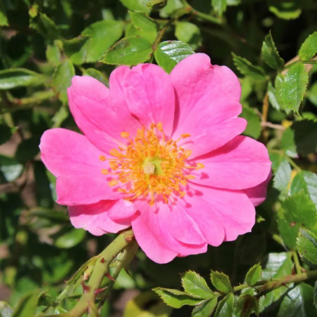 Crème visage soyeuse à l’huile de noyau d’abricot et à la rose - Cosmétiques